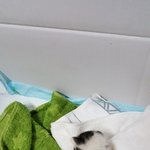 [뚱냥이땅콩] 젖먹이 육아 어렵네요.-도와주세요.