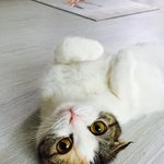 [고양이] 벌러덩냥 곱수니뚜니네