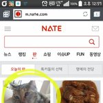 [육묘일기] 좌충우돌 육(六)묘일기(4) - <b>꼬물</b>이들의 탄생.