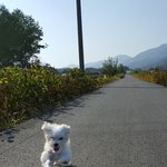 [찬송이] <우리집 막둥이 찬송이2> [말티즈]