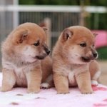 [EXO] <b>부모</b>님 생각하면 저러면안돼 연옌<b>집착</b>하고