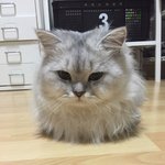 [고양이] 나는 옥희라고 한다냥 