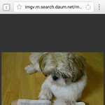 [개독멸종] <b>SF</b> 무협 판타지 소설을 좋아하는 강아지~