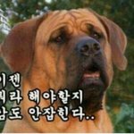 [개독<b>멸종</b>] 개독들 땜시 골아픈 왕개독~