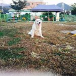 <그레이트 피레니즈> 심바의 성장일기-3