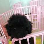 파보<b>바이러스</b> 장염 걸려서 죽다가 살아난 우리 쪼꼬에요~