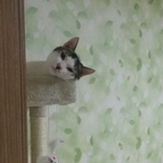 [고양이] 우리 징이를 소개합니다 - 2탄 -