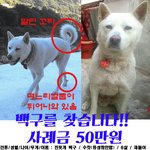 [찾습니다] 인천 계양구 <b>백구</b> 재돌이를 찾습니다.