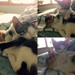 [고양이] 묘생육개월 남매냥이의 가족을 찾아주고싶습니다. 