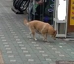 개따로 주인따로... 이 개는 주인이 있을까요? 없을까요? 