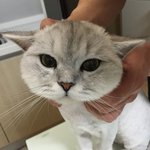 [고양이] 나는 옥희라고 한다냥 2
