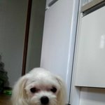 우리집 귀요미 막내 별이를 소개합니당!