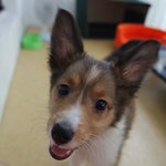 [꼭조언부탁] (애견인,법조인 필독요!)애견 펫샵피해 어쩌면 좋아요...