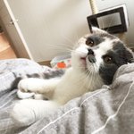 [짜장] 0.6살 스코티쉬폴드 짜장이