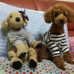 [푸들] 우리<b>집</b> 돈글<b>이</b>를 소개합니다:-)