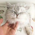 [고양이] 나는 옥희라고 한다냥 3