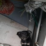 우리집 개님 견생<b>역전</b>