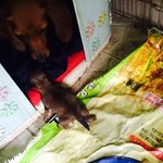 특별한 꼬물이 ( <b>닥스</b>+말티) 