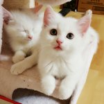 [고양이] 우리집<b>미미</b>루루