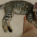 [하트<b>민트</b>] 캔유삘마하트민트 4탄