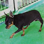 [유기견] [해피빈] 다리가 휘어진채 버려졌던 <b>쭈니</b>