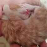 [육묘일기] 좌충우돌 육(六)묘일기(5) - <b>삼남매</b>의 성장과정①