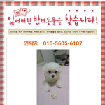 [댓글부탁해] 강아지를 찾습니다.