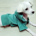 [찬송이] <우리집 막둥이 찬송이3> [말티즈]