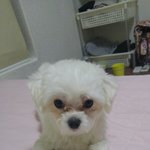 [유기견] 금찌좀찾아주세요 제발부탁드립니다..