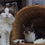 [탑과라떼] 뚱뚱발랄시크 탑과라떼 보시고 힐링하세요~