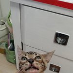 [하트<b>민트</b>] 캔유삘마하트민트 5탄!!