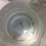 [꼭조언부탁] <b>스타벅</b>X커피에서 이물질이 발견됬습니다.