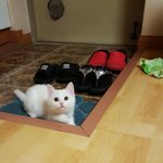 [고양이] 우리집 <b>미미</b>루루