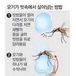 [추억팔아요] 모기가 <b>빗속</b>에서 살아남는 방법