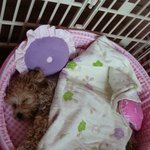 우리집 개님 견생역전 2