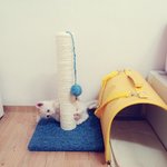 [뭉이사랑] [뭉별달꽁] 새로운 스크래쳐와 미남냥 뭉이