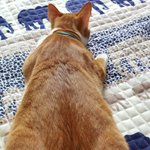 [뚱냥이<b>땅콩</b>] 뚱냥이의 하루-초보육아