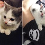 유기<b>동물</b>들의 입양 전후 모습