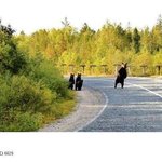 버스<b>올때</b> 기사 아저씨 시점