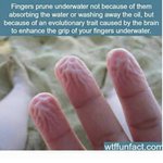 [추억팔아요] 손가락이 <b>물속</b>에 들어가면 쭈글쭈글해지는 이유