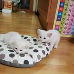 [고양이] 우리집 <b>미미</b> 루루