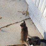 [고양이] 블옹이네2탄