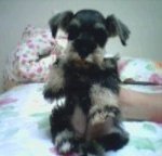 우리집 개님 견생<b>역전</b> 3