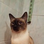 고양이를 괜히 키운거 같습니다..