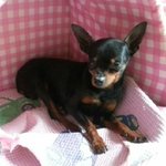 비오는 날 주인에게 버림받은 <b>쭈니</b>