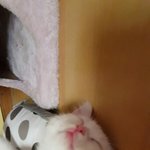 [고양이] 우리집<b>미미</b> 루루