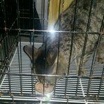 너무잘생긴 뱅돌이와 안락사해달라고 업자가 버린 택이의 가족을 찾아요...