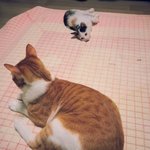 [뚱냥이땅콩] 땅콩이의하루-오이는 왜 둘이 되었을까?