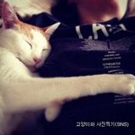 <b>SNS</b> 속 고양이와 현실고양이