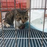 [고양이] <입양완료!!>저는 세발로 걷지만 착하고 순해요. 저의...